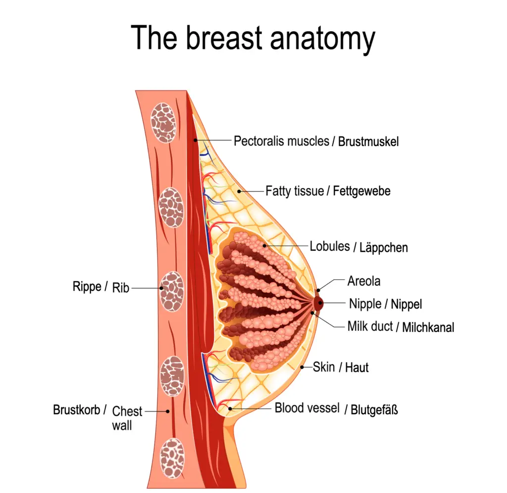 Anatomie der weiblichen Brust